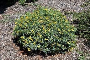 1 St. John’s Wort Hypericum calycinum Plant Healtny Harvesters