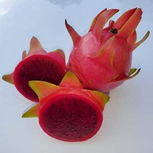 4 Dark Star Dragon Fruit Cactus ROOTED Plant