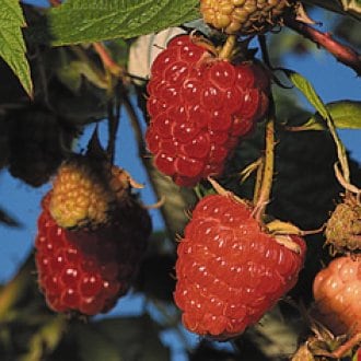 1 Coho Raspberry Plant