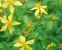 1 St. John’s Wort Hypericum calycinum Plant Healtny Harvesters