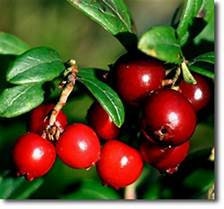 3 Vaccinium Vitis-Idaea Red Candy Lingonberry Plants  Edible Groundcover