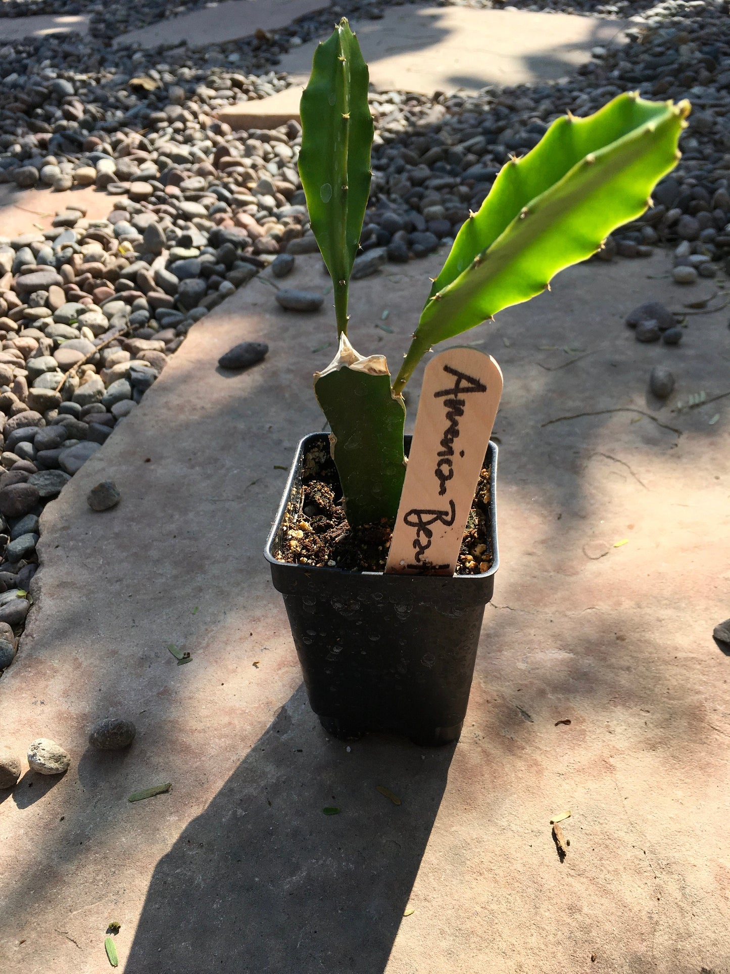 4 “American Beauty” Dragon Fruit ROOTED Plants