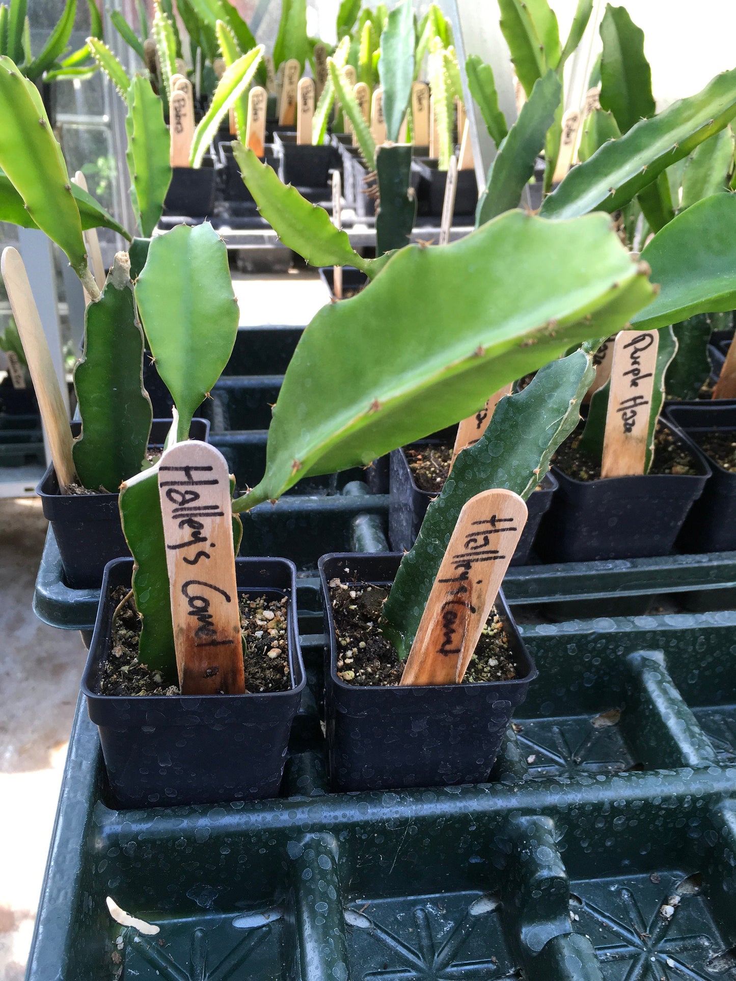 4  Halley’s Comet Dragon Fruit ROOTED Plants