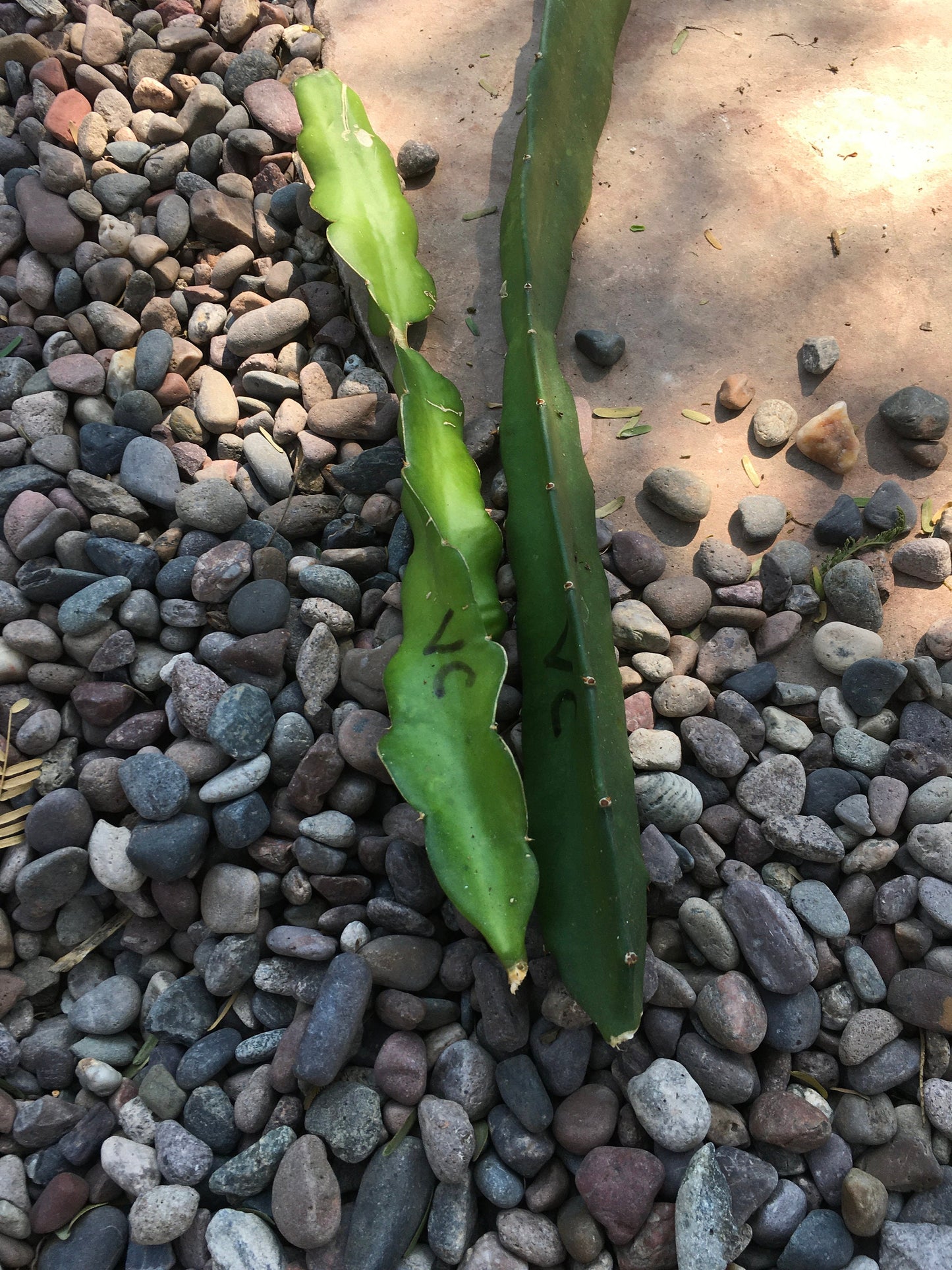 2 “ Hylocereus, Dragonfruit, Pitaya 'Voodoo Child' Fruit Cuttings Healthy Harvesters