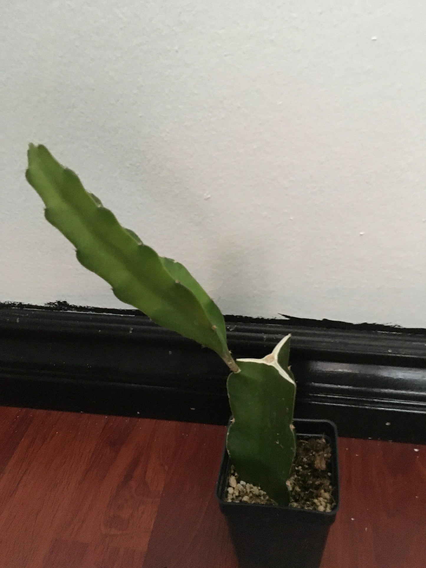 1 AX Dragon Fruit ROOTED Plant
