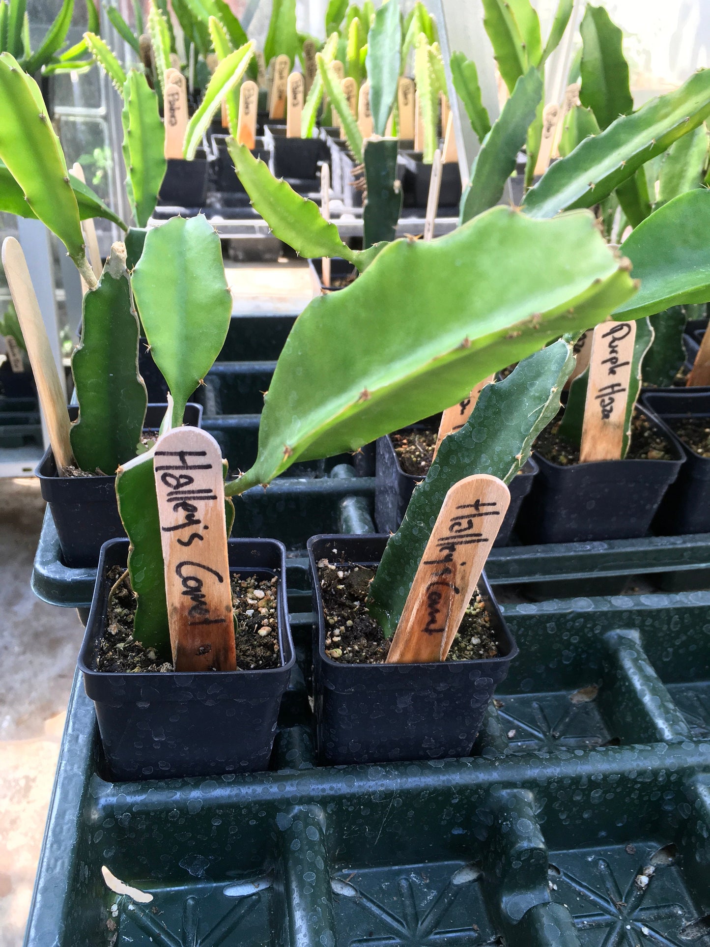 4 Combo Dragon Fruit ROOTED Plants-Lisa, AX, Halley’s Comet, Condor