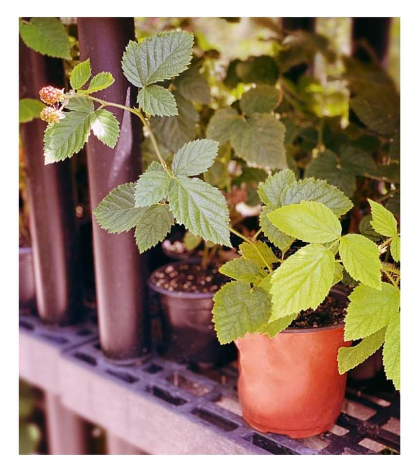 Thornless Blackberry Plant