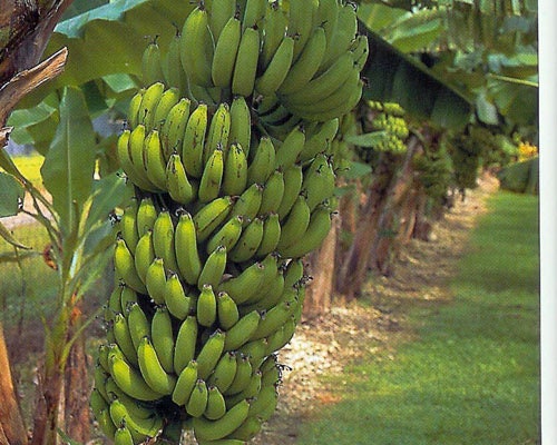 4 Gran  Nain Banana  Plants