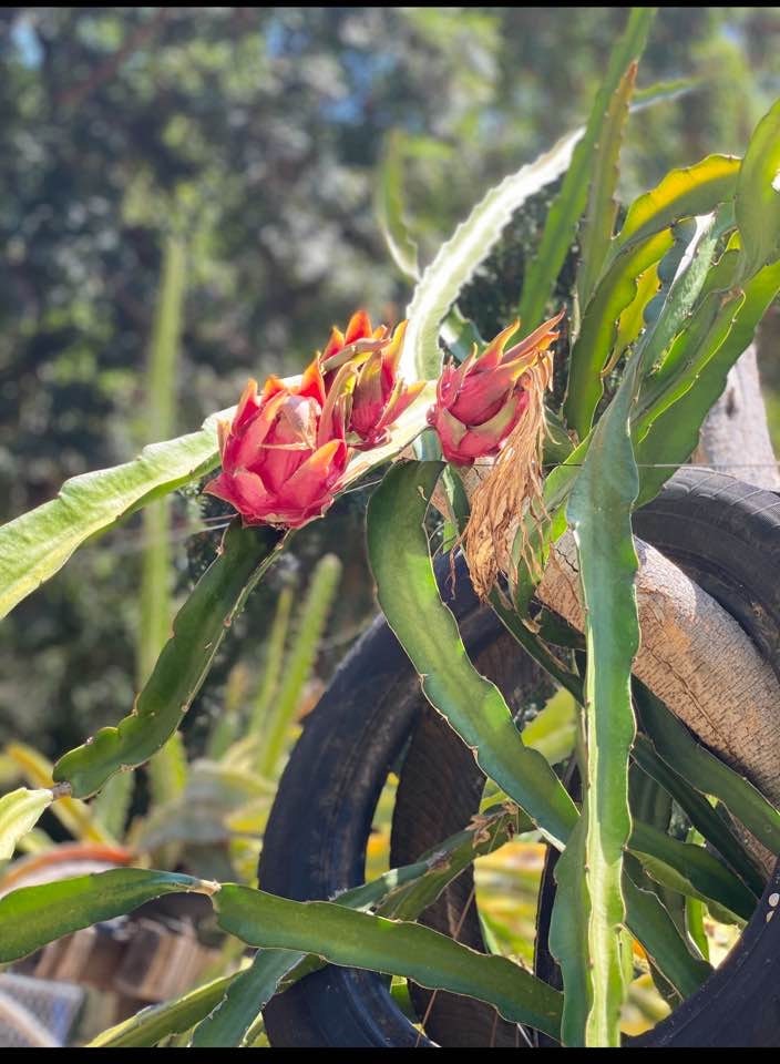 1 Red Vietnamese Dragon Fruit ROOTED Plant