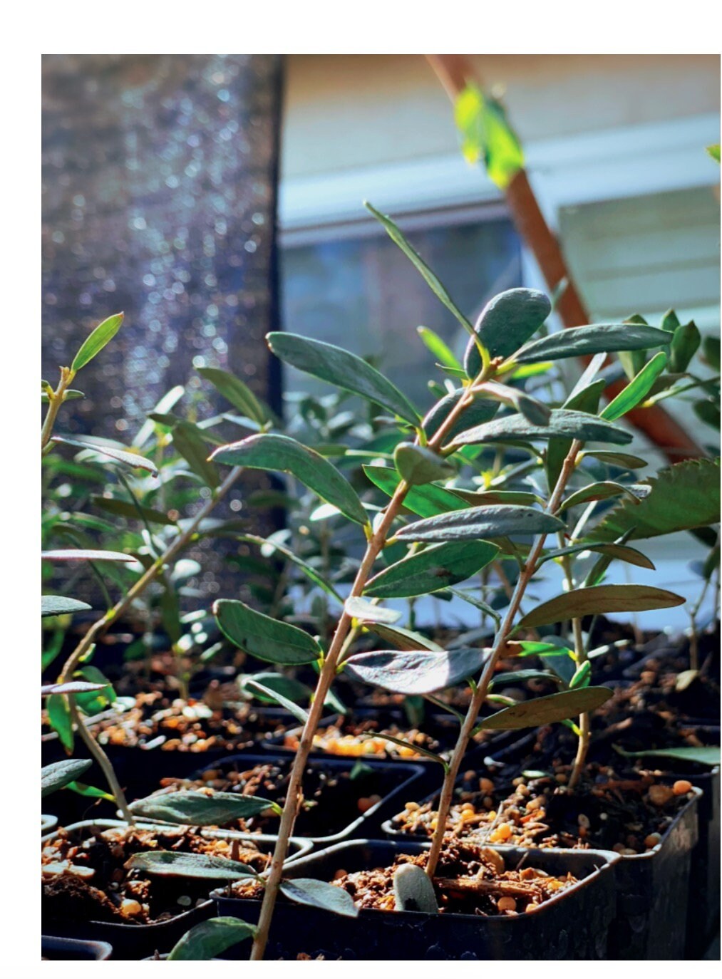 Manzanillo Olive Olea europaea Plant