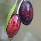 Manzanillo Olive Olea europaea Plant