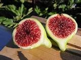 5 Strawberry Verte Fig Cuttings