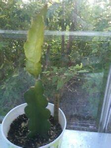 1 “Physical Graffiti” Dragon Fruit ROOTED Plant
