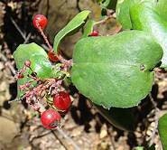 2 Ribes viburnifolium-Evergreen Currant Plants