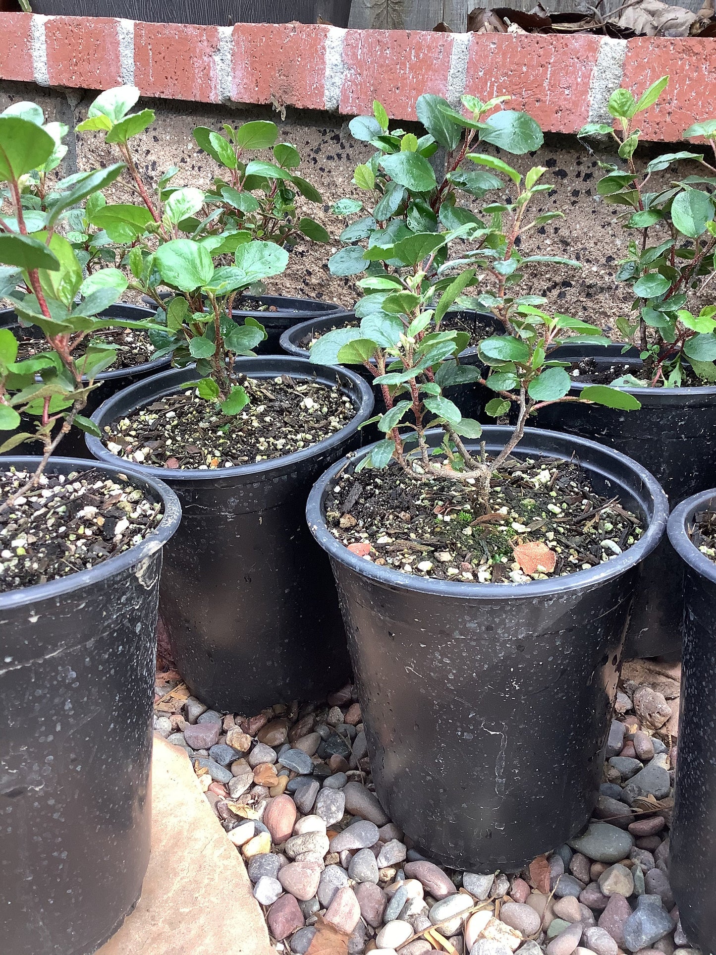 Evergreen Red Currant Ribes viburnifolium Plant