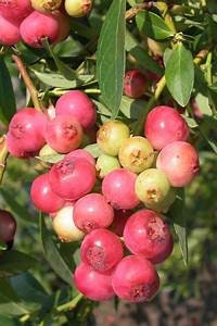 2 Rhus integrifolia-Lemonade Berry Plants