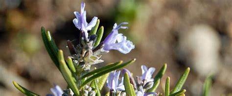 Prostrate Rosemary Rosmarinus officinalis Huntington Carpet Plant Healtny Harvesters