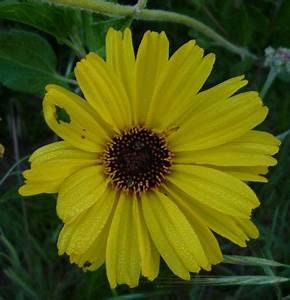 Mesa-Coast Sunflower Encelia californica; Goleta  Plant Healtny Harvesters