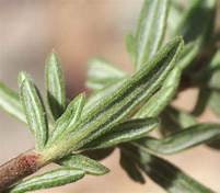 Eriogonum fasciculatum -California Buckwheat Plant One Gallon Size