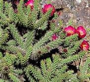 Opuntia prolifera Coast Cholla Cactus Plant One Gallon Size Healtny Harvesters