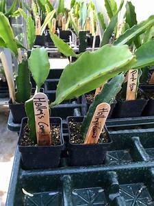 1 Halley’s Comet Dragon Fruit ROOTED Plant