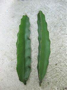 2 Purple Haze Dragon Fruit Cuttings Healthy Harvesters