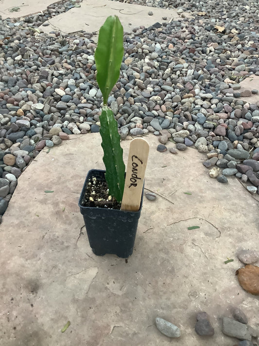 1 Condor Dragon Fruit Rooted Plant