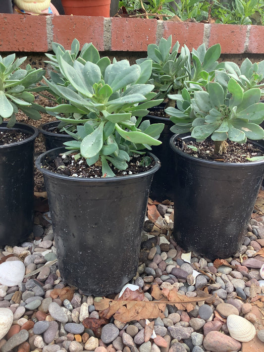 Rock Purslane Calandrinia spectabilis (Cistanthe grandiflora) Plant Healtny Harvesters