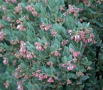 Big Sur'-Manzanita Arctostaphylos edmundsii 'Plant