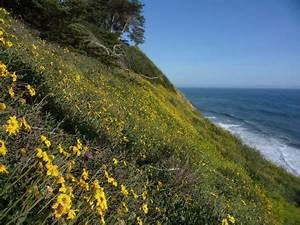 Mesa-Coast Sunflower Encelia californica; Goleta  Plant