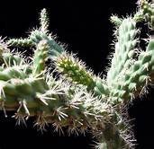 Opuntia prolifera Coast Cholla Cactus Plant One Gallon Size Healtny Harvesters