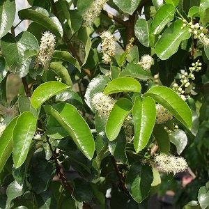 Hollyleaf Cherry Prunus ilicifolia One Gallon Plant Healthy Harvesters