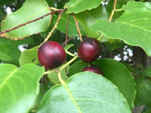 Hollyleaf Cherry Prunus ilicifolia One Gallon Plant Healthy Harvesters