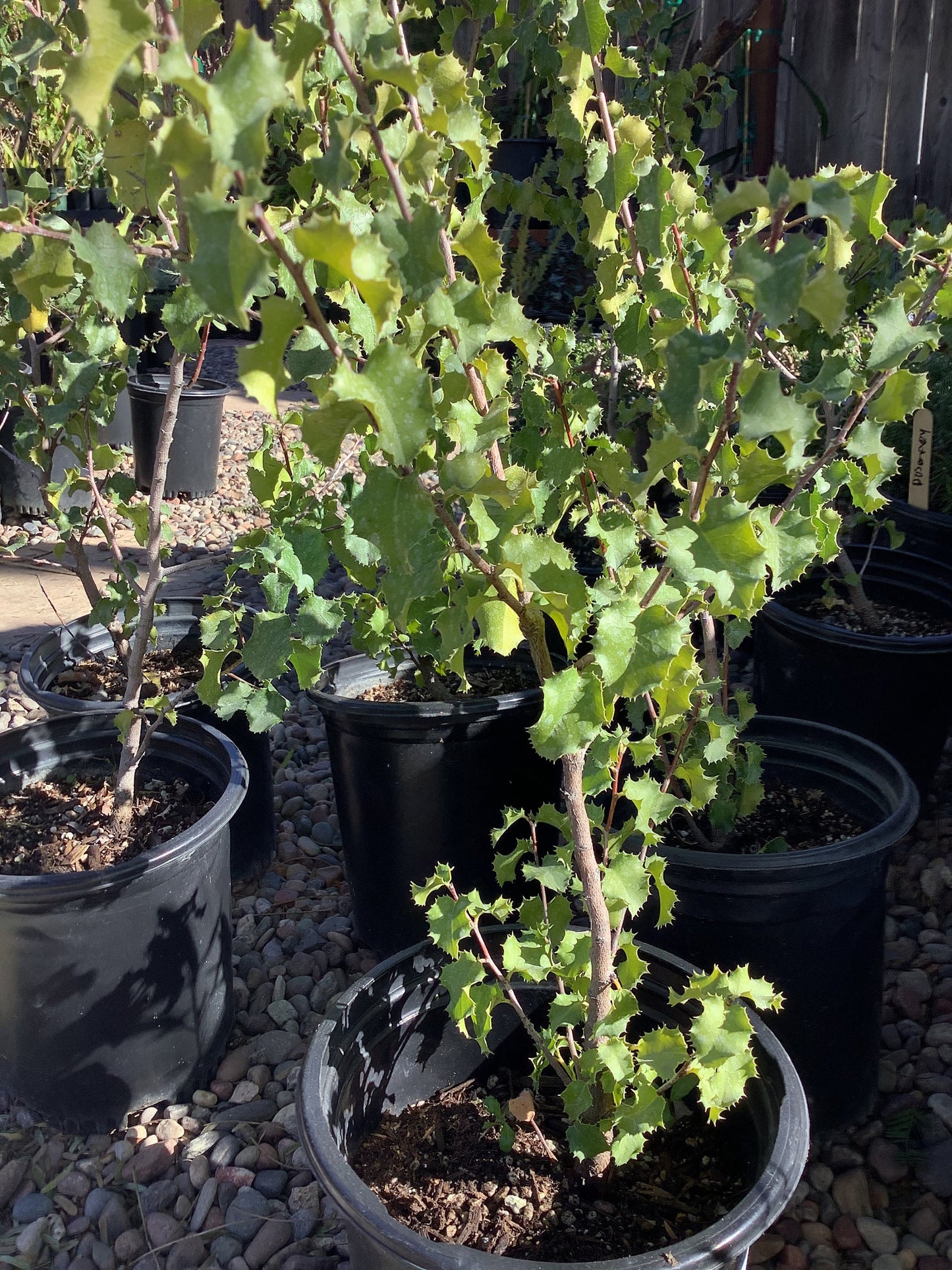 Hollyleaf Cherry Prunus ilicifolia One Gallon Plant