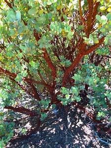 Arctostaphylos edmundsii 'Carmel Sur' Manzanita Tree
