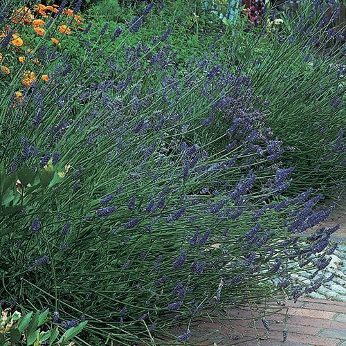Common English Lavender Lavandula angustifolia Plant