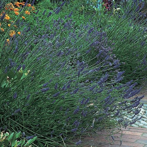 Common English Lavender Lavandula angustifolia Plant Healtny Harvesters