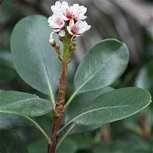 Rhaphiolepis umbellata 'Minor' - Dwarf Yeddo Hawthorn Plant