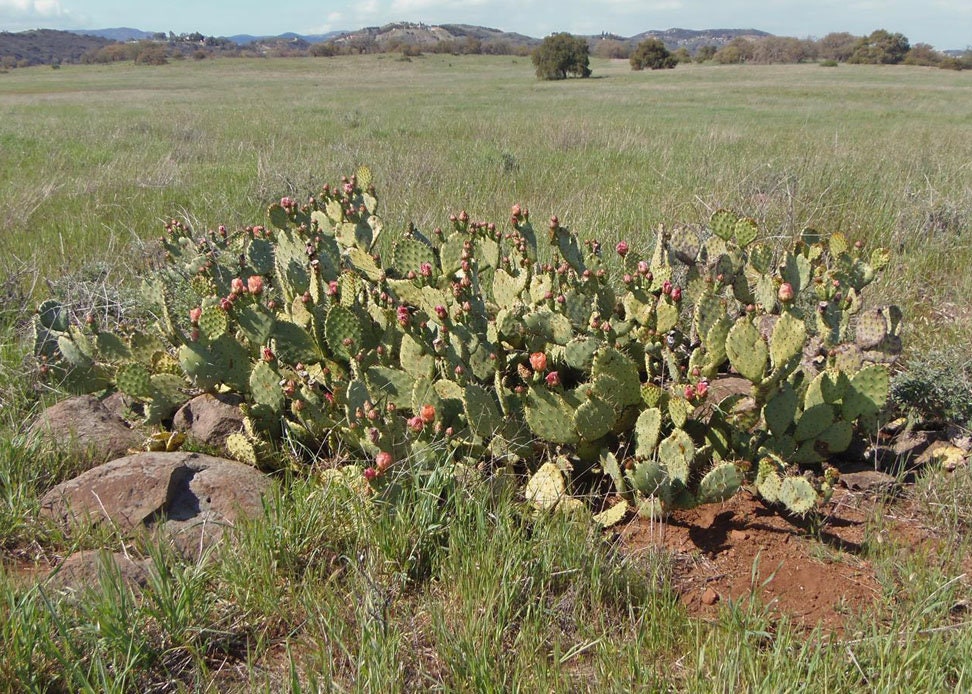 Opuntia x vaseyi -Coastal Prickly Pear Cactus One Gallon Size Healtny Harvesters