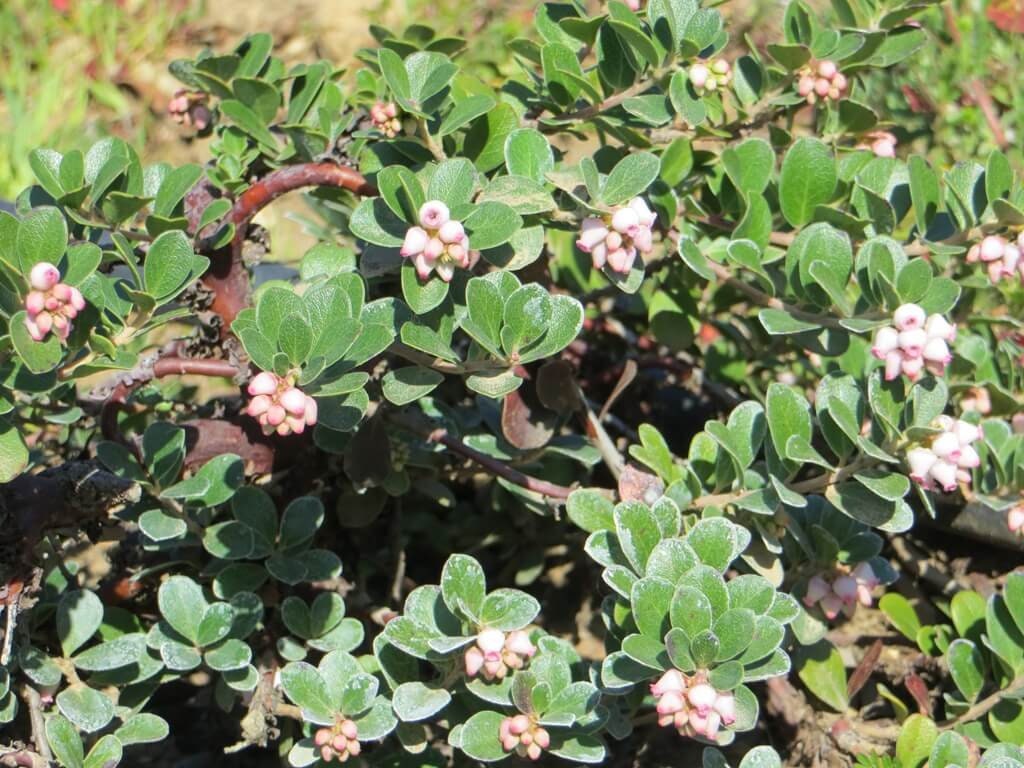 Arctostaphylos uva-ursi Point Reyes Manzanita sandberry, kinnikinnick and Bearberry