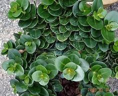 4 Carissa macrocarpa 'Boxwood Beauty' - Boxwood Beauty Natal Plum Plants One Gallon Size