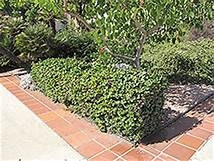 4 Carissa macrocarpa 'Boxwood Beauty' - Boxwood Beauty Natal Plum Plants One Gallon Size