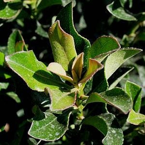 Rhaphiolepis umbellata 'Minor' - Dwarf Yeddo Hawthorn Plant Healtny Harvesters