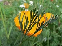 California Poppy - Eschscholzia californica Plant