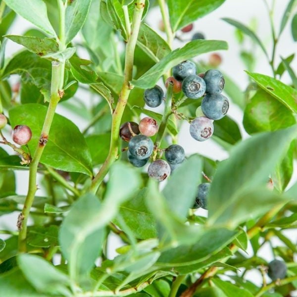 Powder Blue Blueberry Bush Large 5 Gallon Size Healtny Harvesters