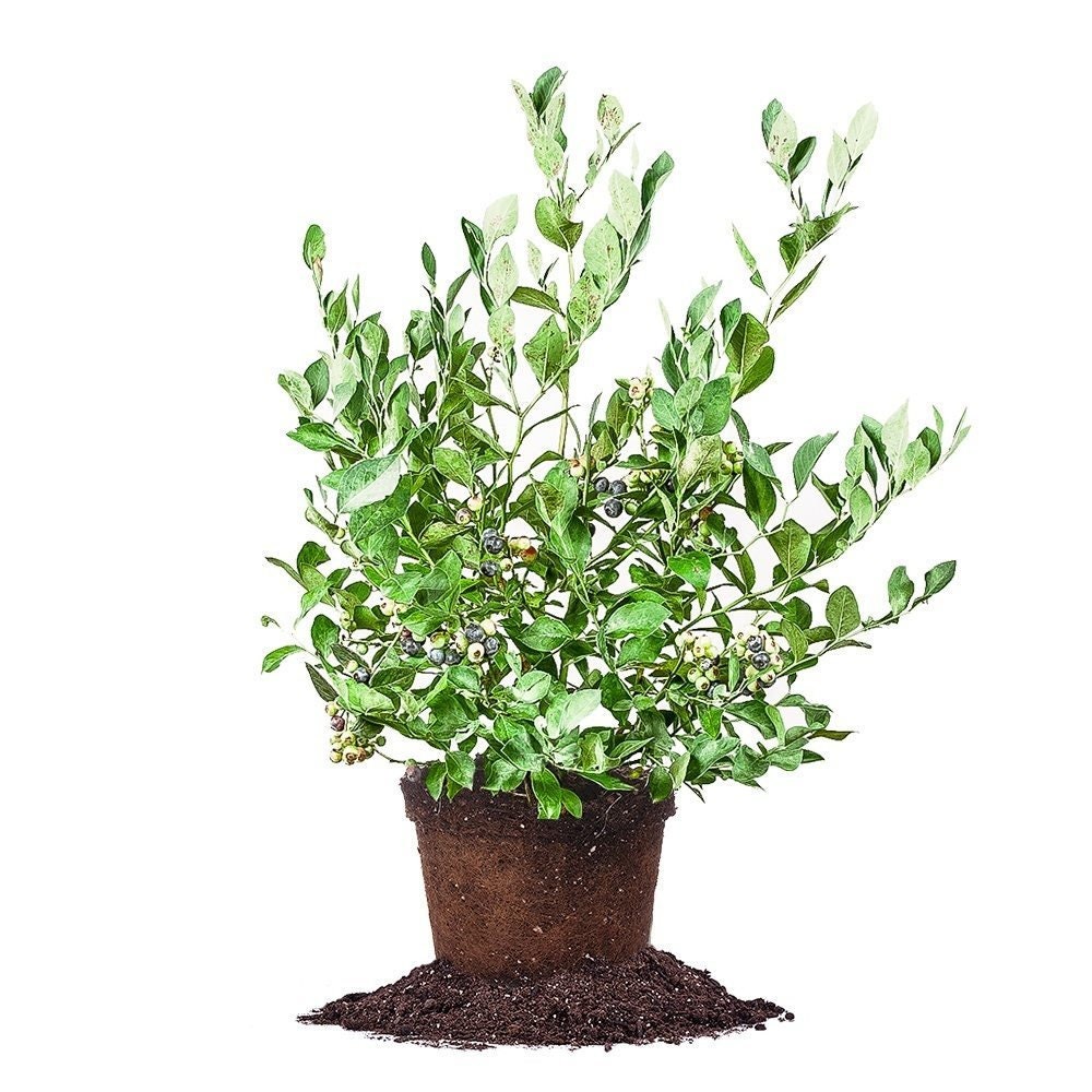 Powder Blue Blueberry Bush Large 5 Gallon Size Healtny Harvesters