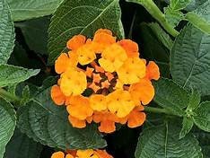 Lantana 'Spreading Sunset' Plant Healthy Harvesters