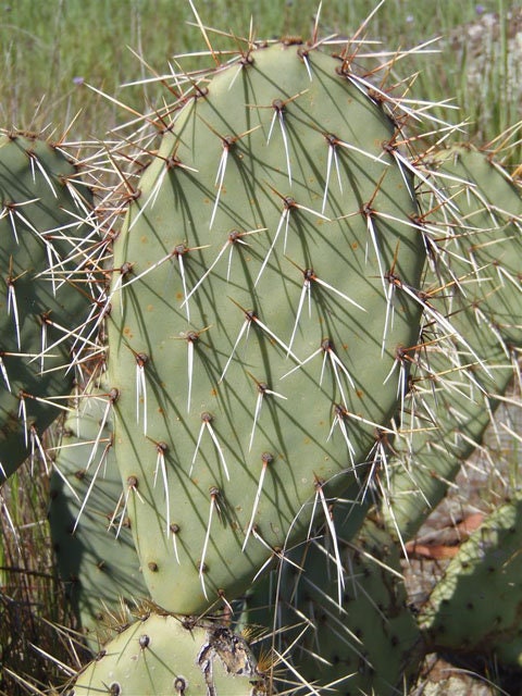 Opuntia x vaseyi -Coastal Prickly Pear Cactus One Gallon Size Healtny Harvesters