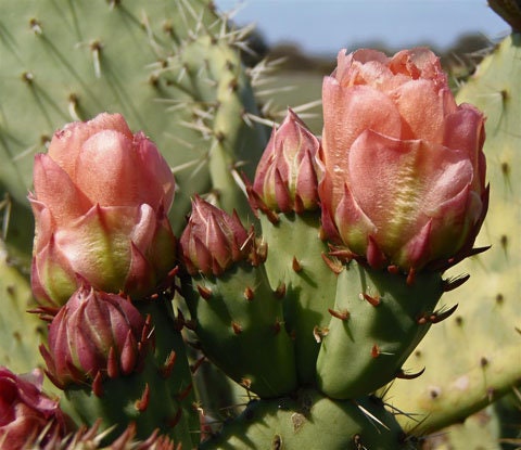 Opuntia x vaseyi -Coastal Prickly Pear Cactus One Gallon Size Healtny Harvesters