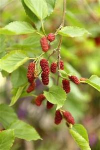 4 Red Mulberry (Morus rubra) Trees